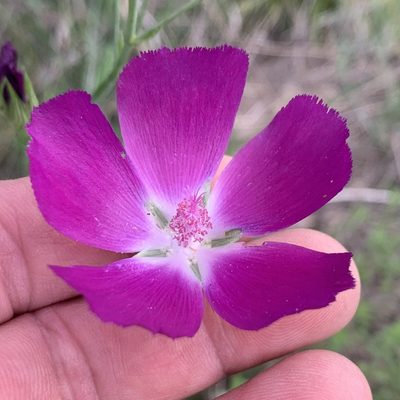 Callirhoe pedata, photographed by Northcut