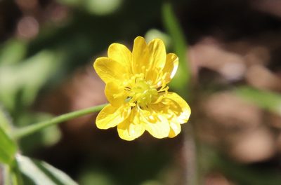 Ranunculus californicus, photographed by Millie Basden