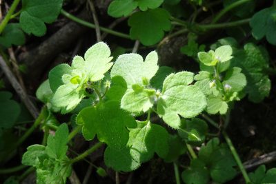 Veronica hederifolia, photographed by Zeke Marshall
