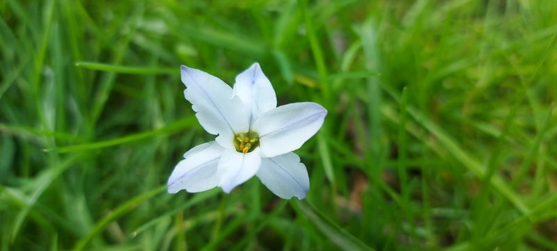 Ipheion uniflorum, photographed by jomurphy
