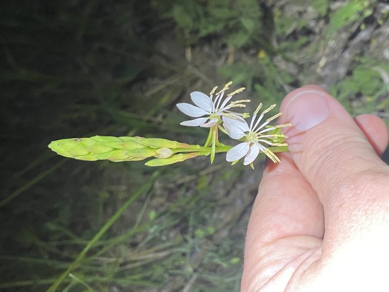 Oenothera suffulta, photographed by Meghan Cassidy