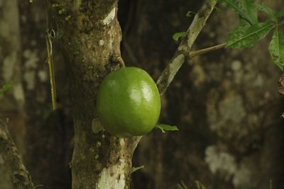 Crescentia cujete