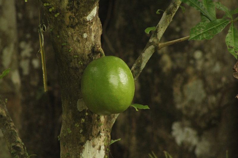 Crescentia cujete, photographed by Bio.Mundi18