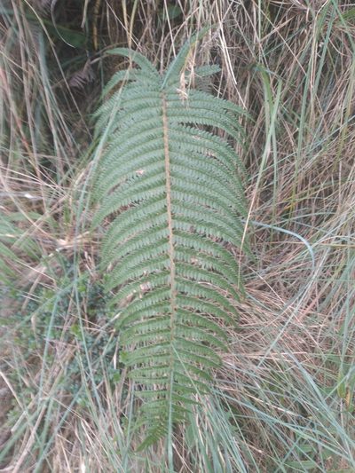 Polystichum montevidense, photographed by Alfredo F. Fuentes Claros