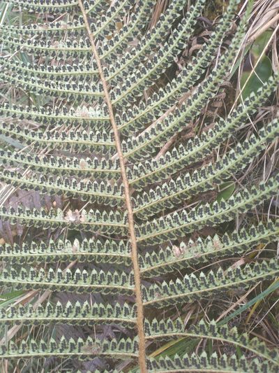 Polystichum montevidense, photographed by Alfredo F. Fuentes Claros
