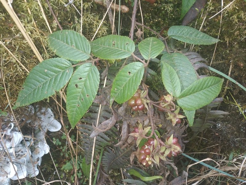 Rubus megalococcus, photographed by Alfredo F. Fuentes Claros