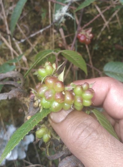 Rubus megalococcus, photographed by Alfredo F. Fuentes Claros