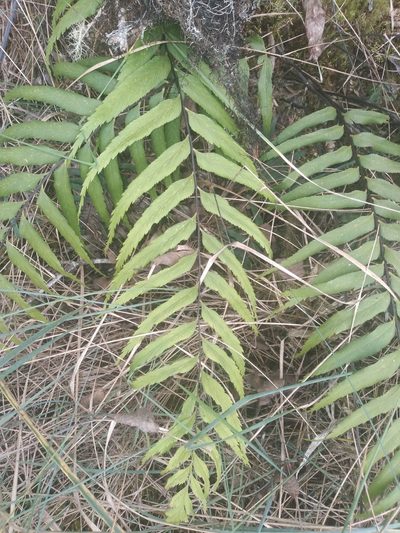 Asplenium serra, photographed by Alfredo F. Fuentes Claros