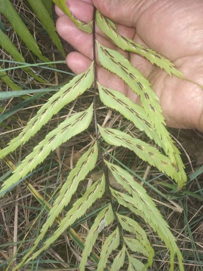 Asplenium serra, photographed by Alfredo F. Fuentes Claros