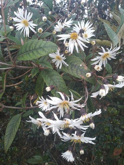 Munnozia foliosa, photographed by Alfredo F. Fuentes Claros