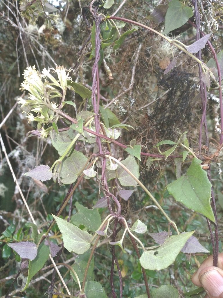 Mikania dictyota, photographed by Alfredo F. Fuentes Claros