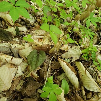 Tipularia discolor, photographed by Mac Post