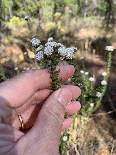 Phylica callosa, photographed by Dave Richardson