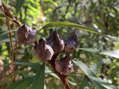 Hakea salicifolia, photographed by Dave Richardson