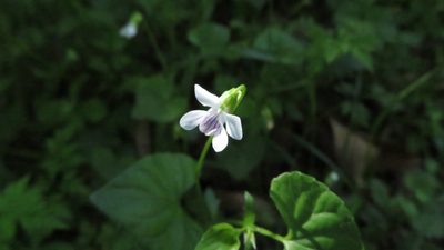 Viola hamiltoniana, photographed by yajapin