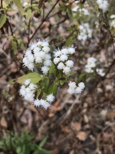 Ageratina paupercula, photographed by brettaugust
