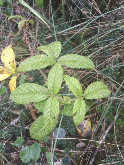 Rubus roseus, photographed by Alfredo F. Fuentes Claros