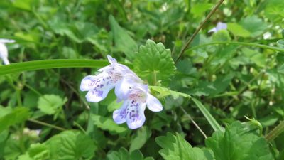 Glechoma grandis, photographed by yajapin