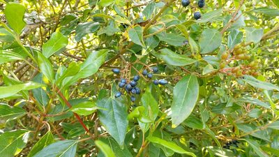 Viburnum tinus, photographed by Elizabete Marchante