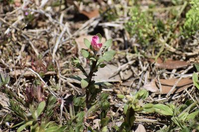 Portulaca amilis, photographed by Neli Kanonerova