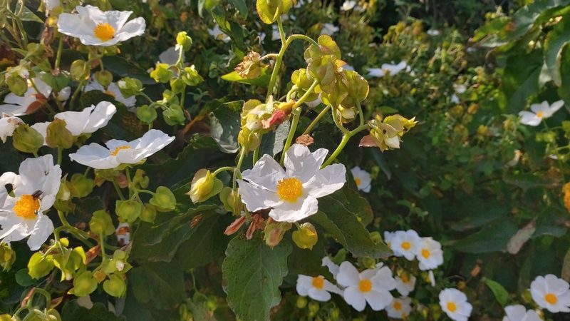 Cistus populifolius, photographed by Elizabete Marchante