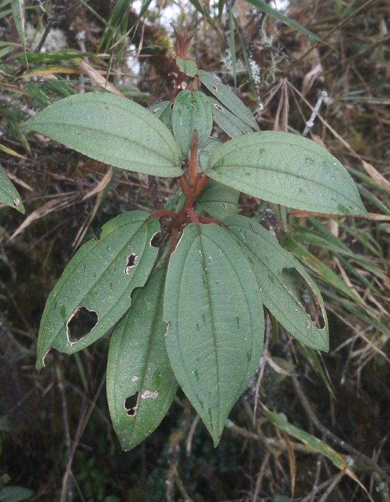 Miconia flavescens, photographed by Alfredo F. Fuentes Claros