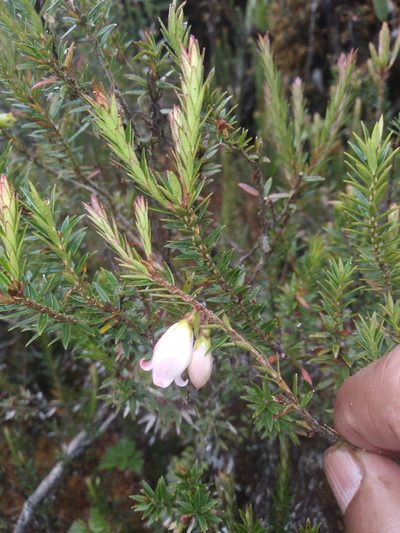 Disterigma pernettyoides, photographed by Alfredo F. Fuentes Claros