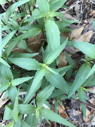 Ageratina paupercula, photographed by brettaugust