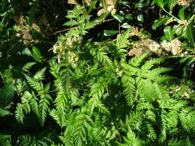 Myrrhis odorata, photographed by Zeke Marshall
