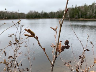 Alnus alnobetula, photographed by Ian Manning