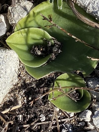 Holothrix burchellii, photographed by Christina