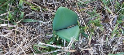 Haemanthus coccineus, photographed by Adele SL
