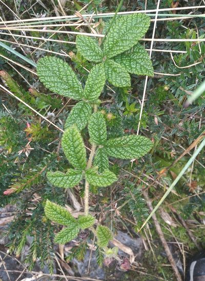 Rubus nubigenus, photographed by Alfredo F. Fuentes Claros