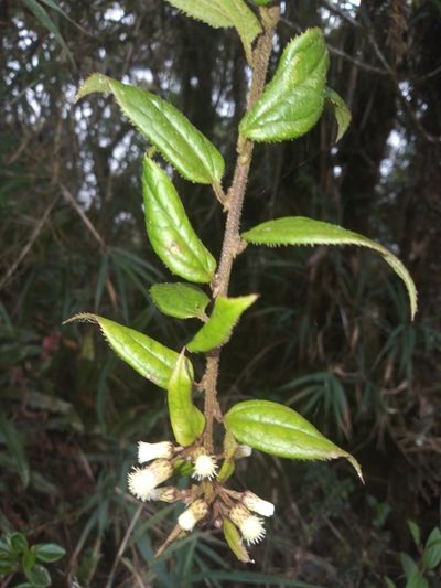 Baccharis saliens, photographed by Alfredo F. Fuentes Claros