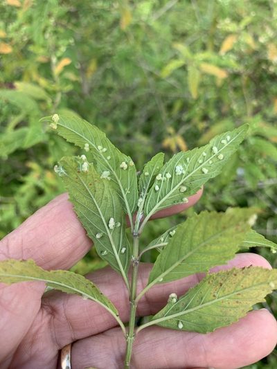 Condea verticillata, photographed by Claire Herzog