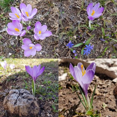 Crocus neapolitanus, photographed by Serena De Santis