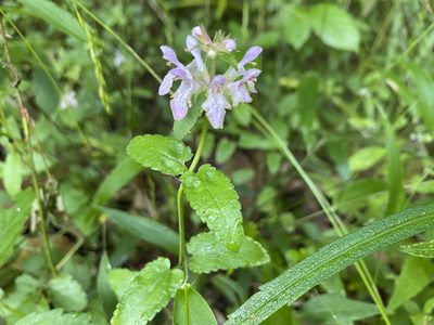 Stachys floridana, photographed by Daniel Patterson