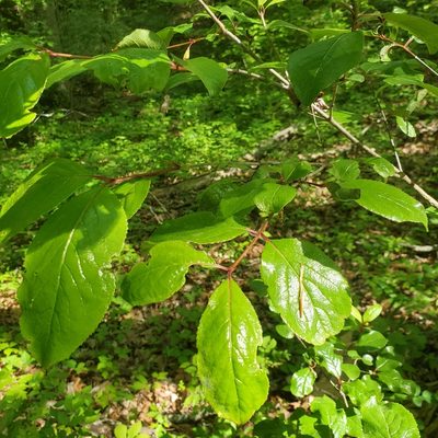 Viburnum rufidulum, photographed by Mac Post