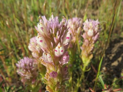 Castilleja densiflora, photographed by Garth Harwood