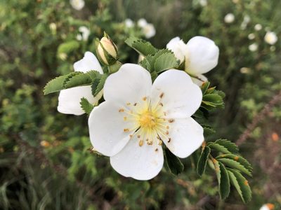 Rosa spinosissima, photographed by Jason Grant