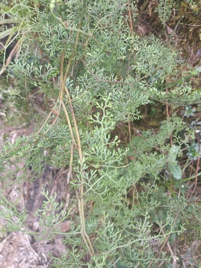 Jamesonia flexuosa, photographed by Alfredo F. Fuentes Claros