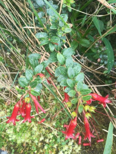 Demosthenesia mandonii, photographed by Alfredo F. Fuentes Claros