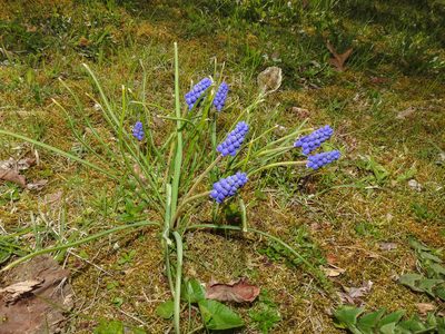 Muscari armeniacum, photographed by Erik Schiff