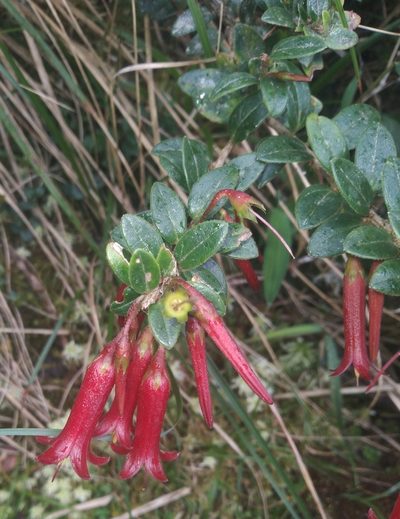 Demosthenesia mandonii, photographed by Alfredo F. Fuentes Claros