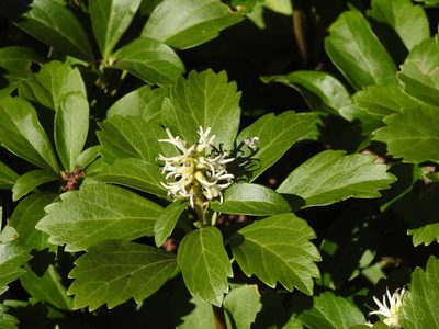 Pachysandra terminalis, photographed by Erik Schiff