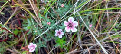 Leptospermum scoparium, photographed by Adele SL
