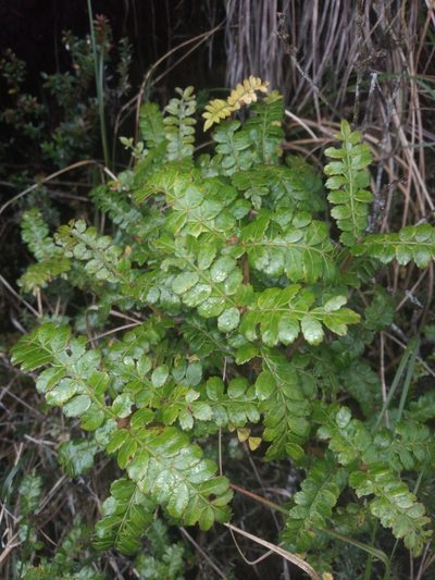 Weinmannia fagaroides, photographed by Alfredo F. Fuentes Claros
