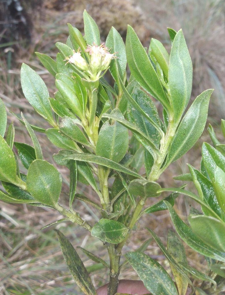 Baccharis buxifolia, photographed by Alfredo F. Fuentes Claros