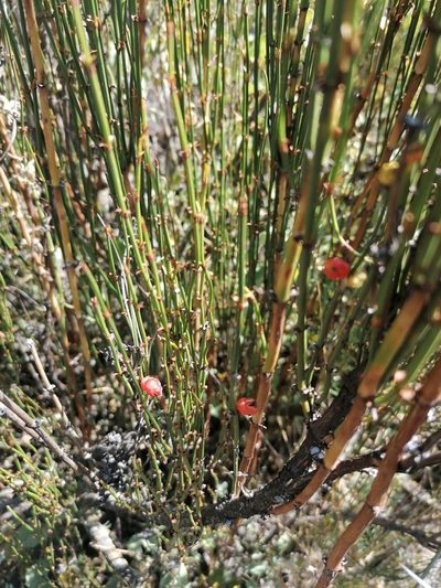Ephedra americana, photographed by Alejandro Bruno Miranda-Calle