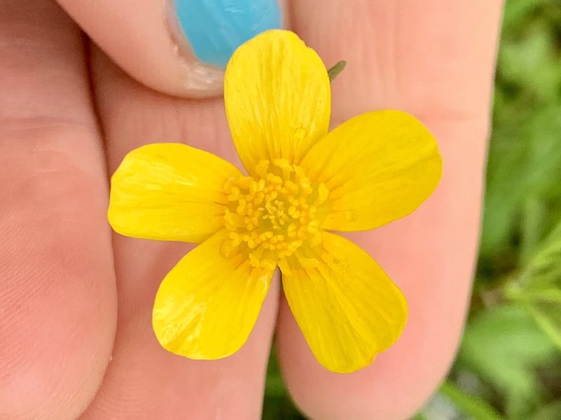 Ranunculus orthorhynchus, photographed by Kate Manning